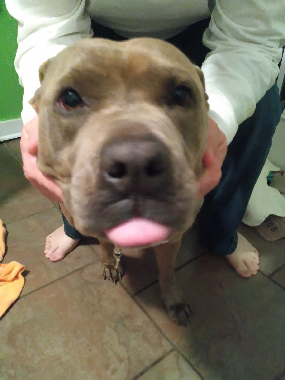 Found dog in Athens, TN, 37303