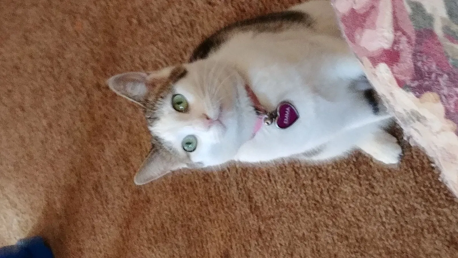 Lost cat in Victorville, CA, 92392