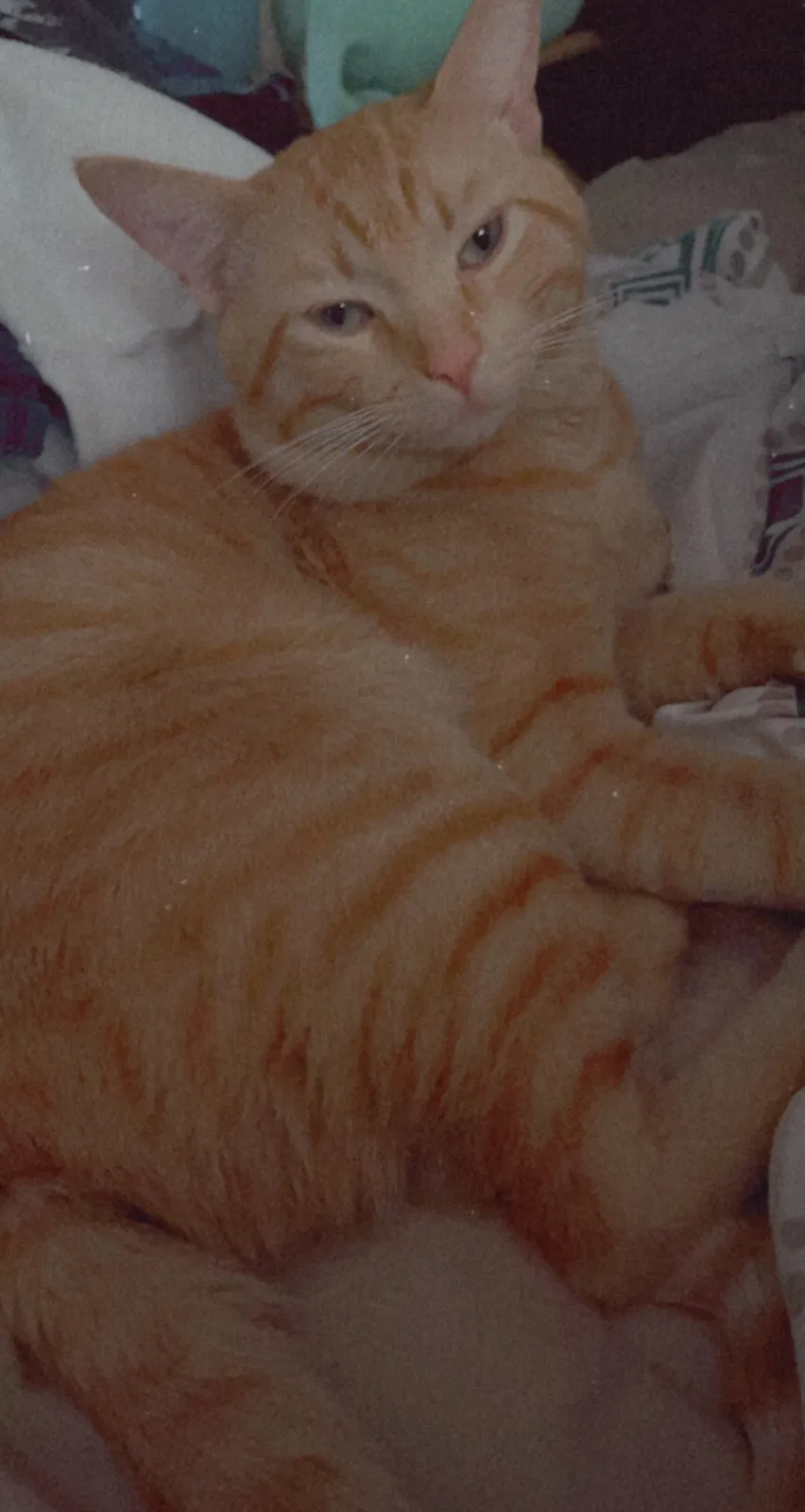 Lost cat in Phoenix, AZ, 85029