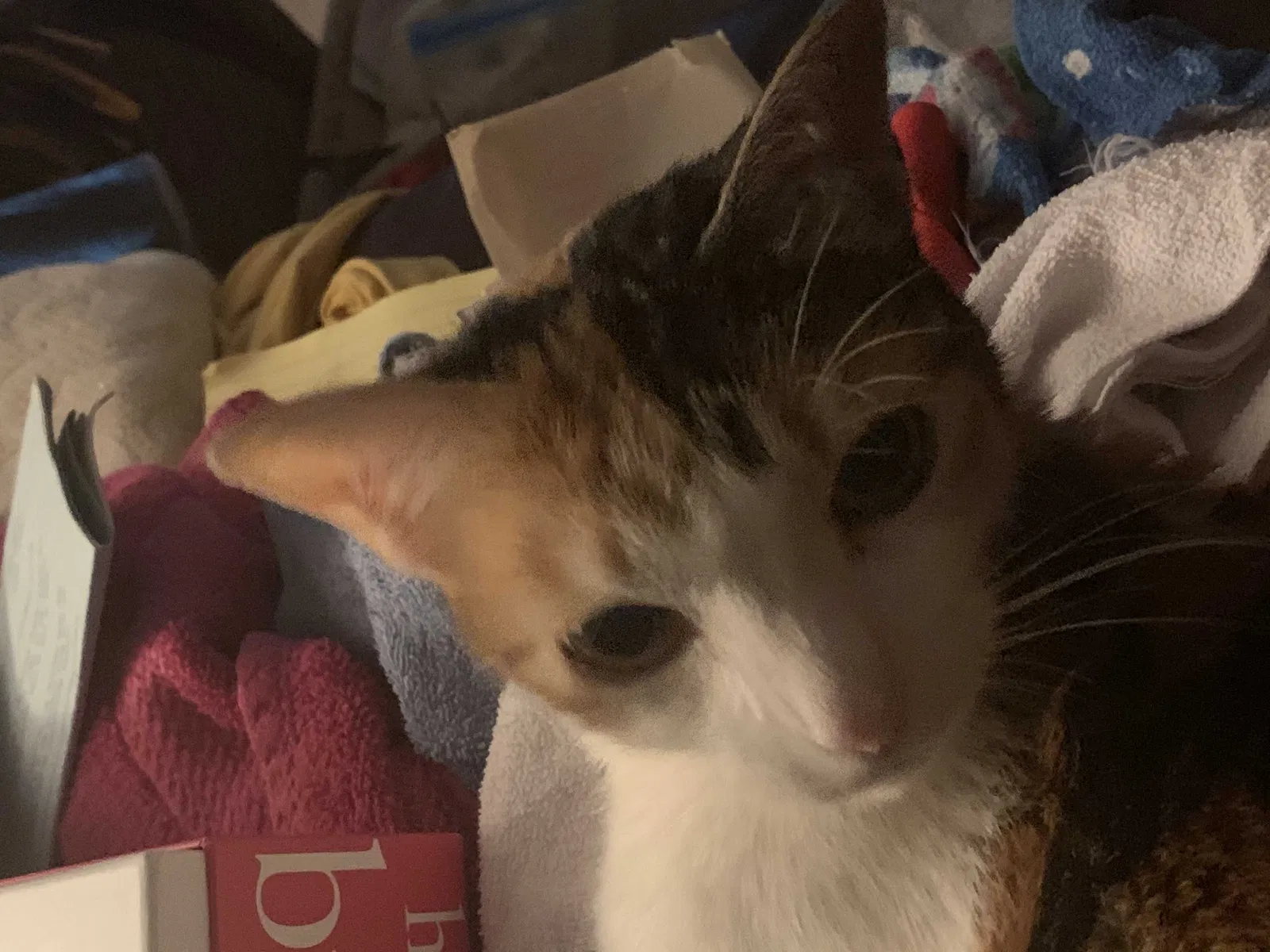 Lost cat in Puyallup, WA, 98373