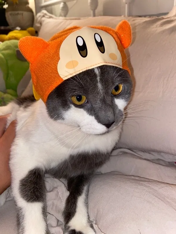 Lost cat in Grand Terrace, CA, 92313