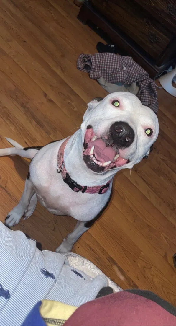 Lost dog in Pensacola, FL, 32514