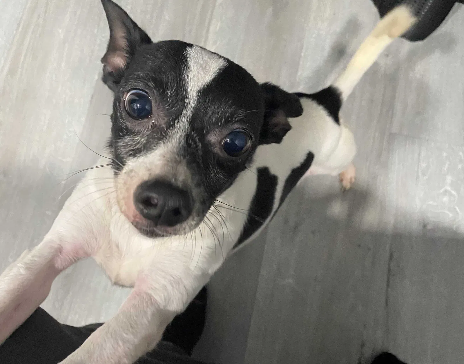 Lost dog in Houston, TX, 77086
