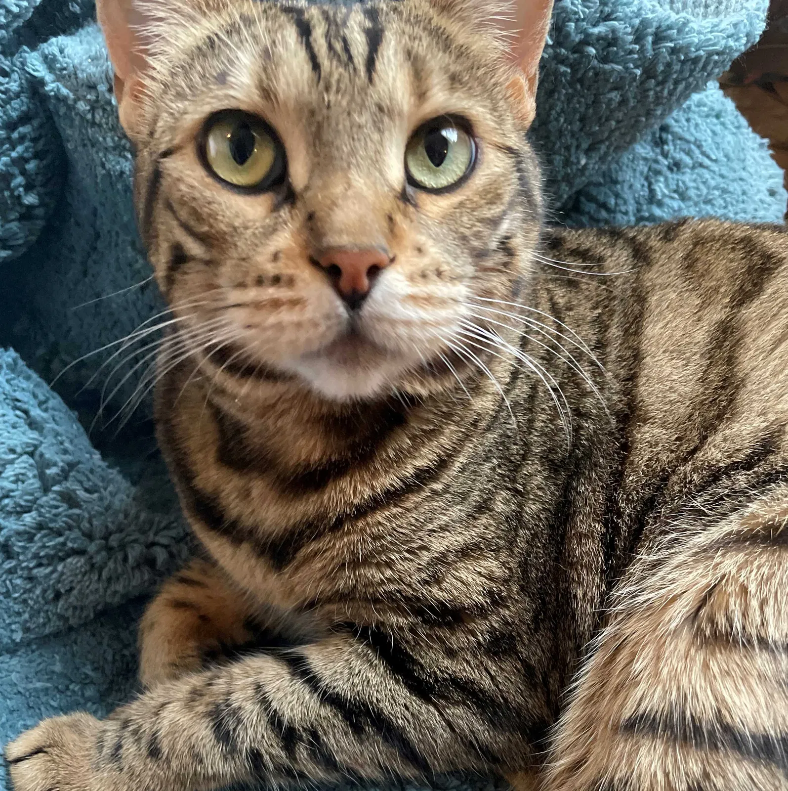 Lost cat in Sugar Land, TX, 77479