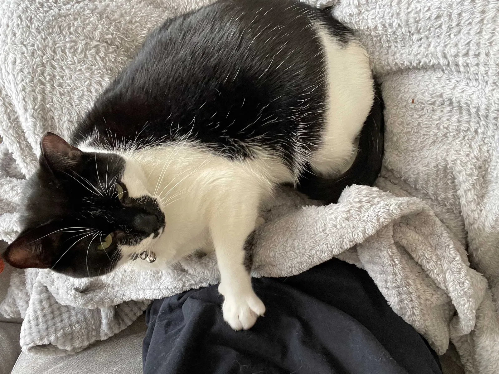 Lost cat in Rockville, MD, 20851