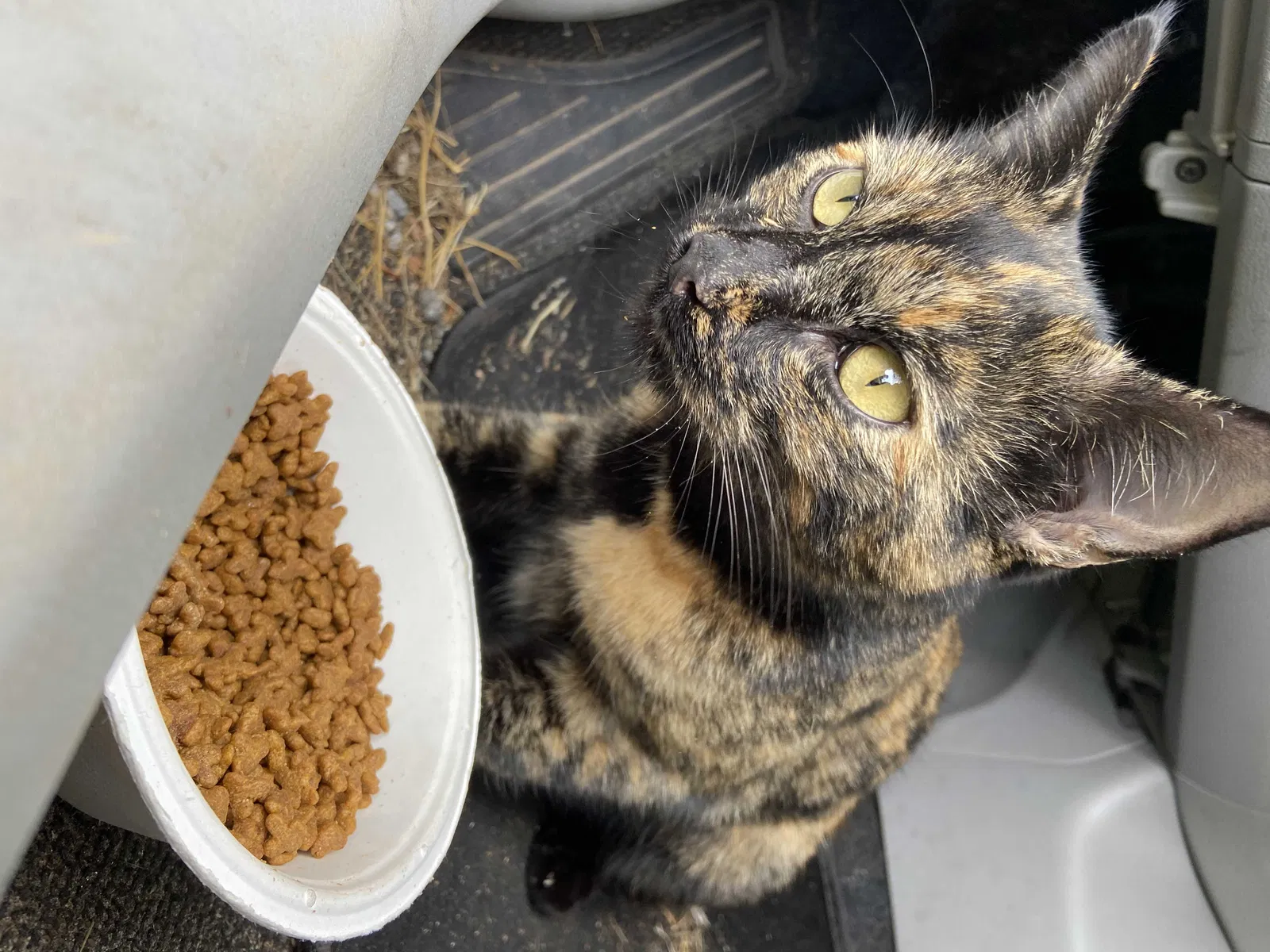 Lost cat in Statesville, NC, 28625