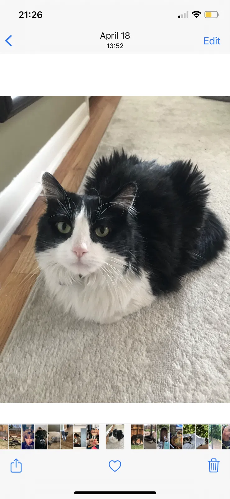 Lost cat in Denver, CO, 80226