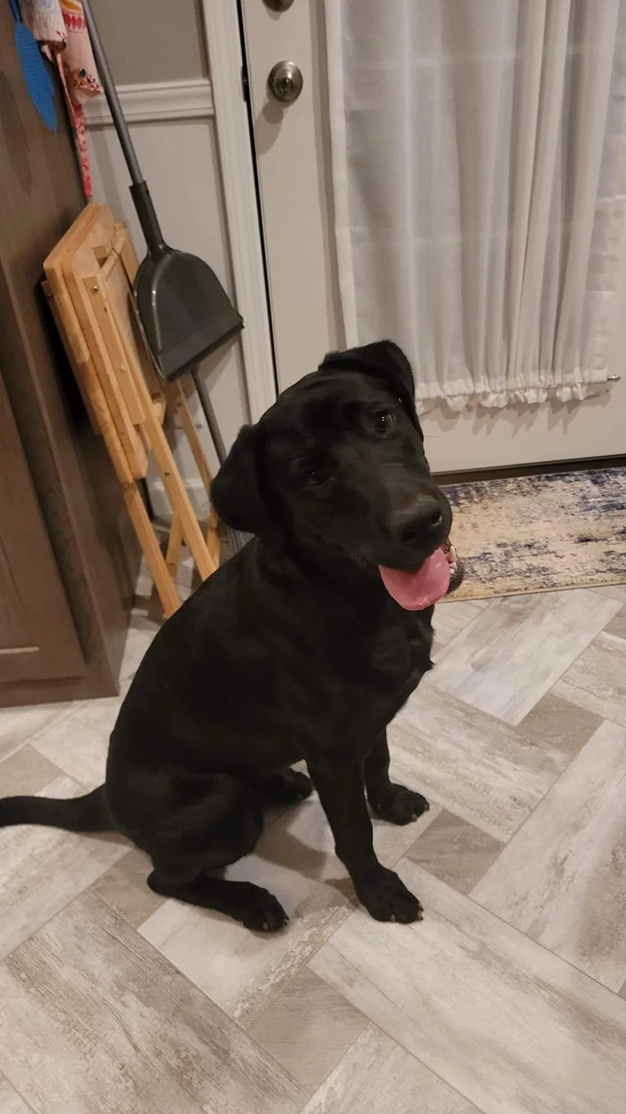 Lost dog in Hephzibah, GA, 30815