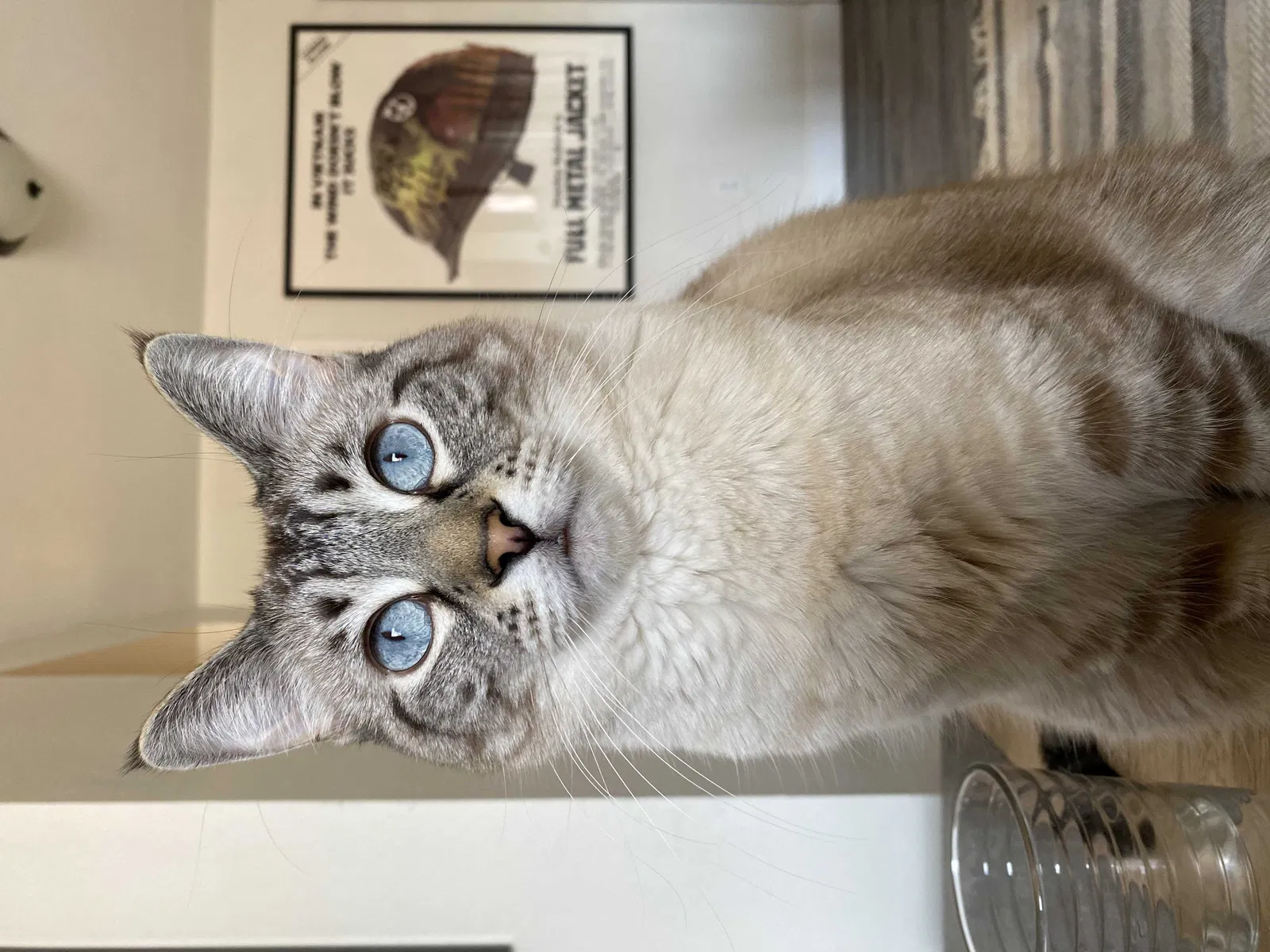 Lost cat in Denver, CO, 80235