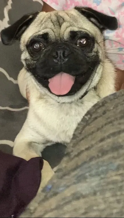 Lost dog in Los Fresnos, TX, 78566