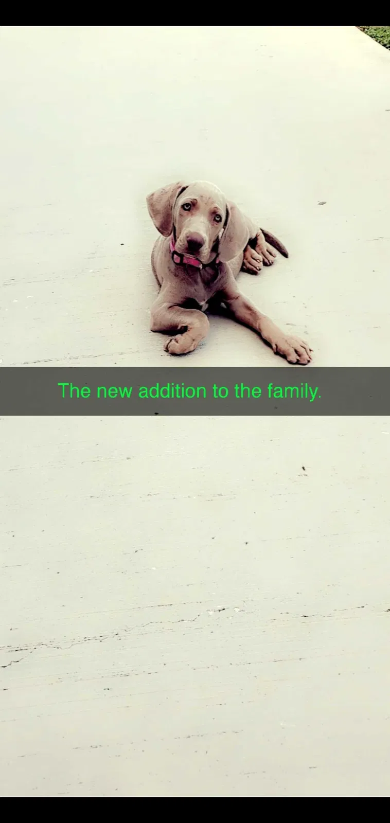 Lost dog in Mission, TX, 78572