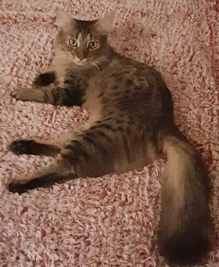 Lost cat in Matthews, NC, 28105