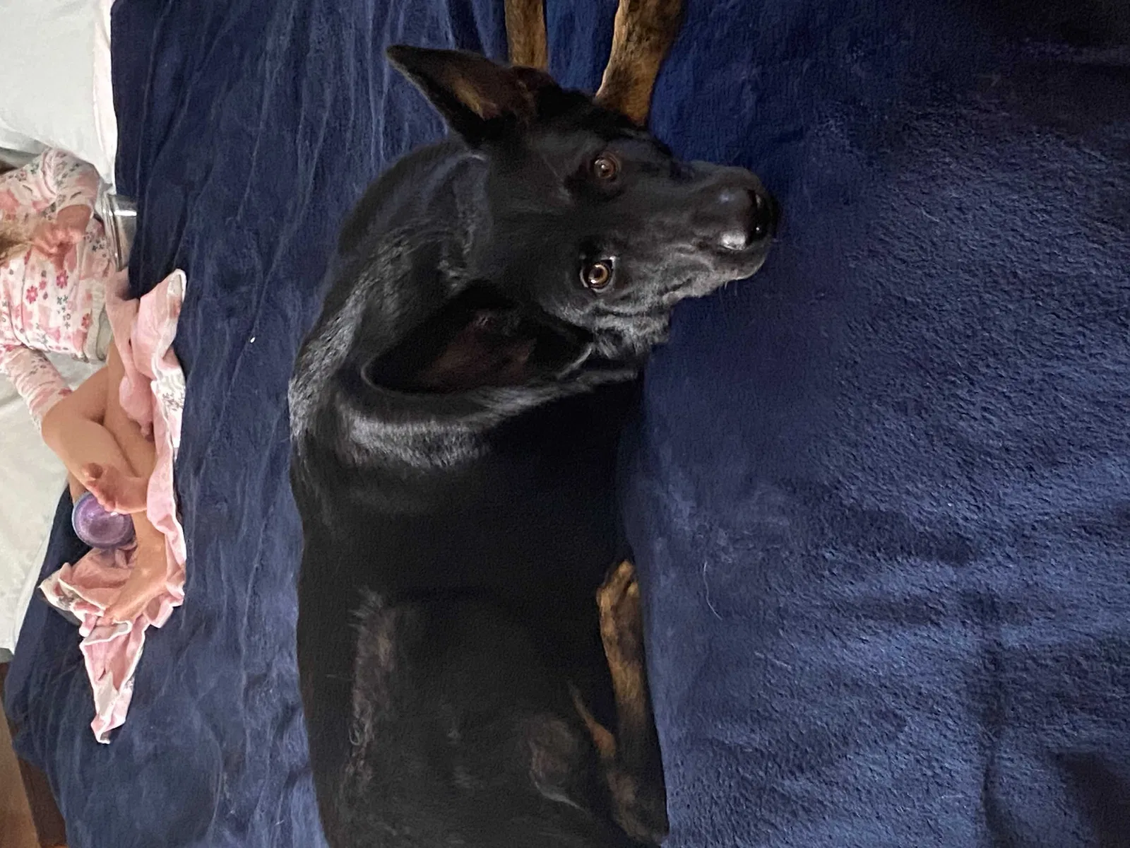 Lost dog in Fayetteville, NC, 28311