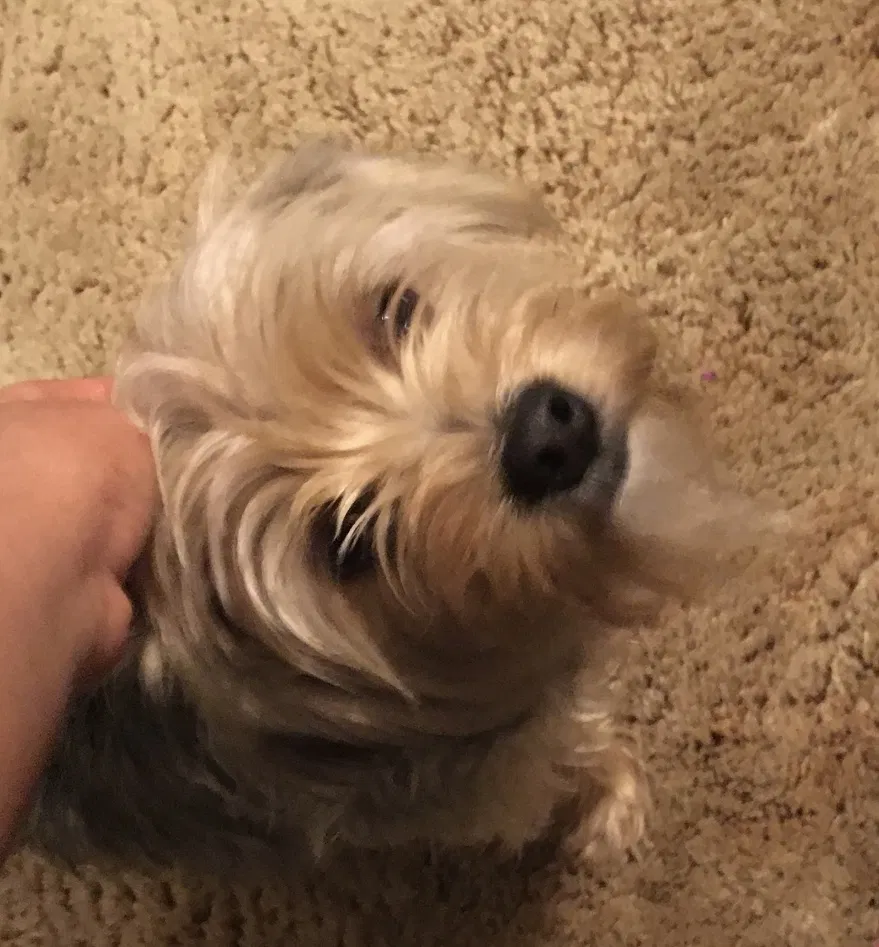 Lost dog in Huntsville, AL, 35810