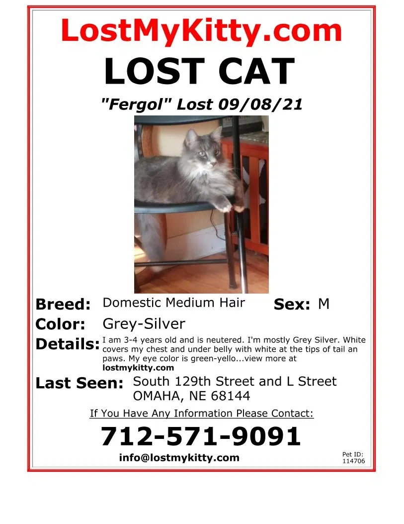 Lost cat in Omaha, NE, 68144
