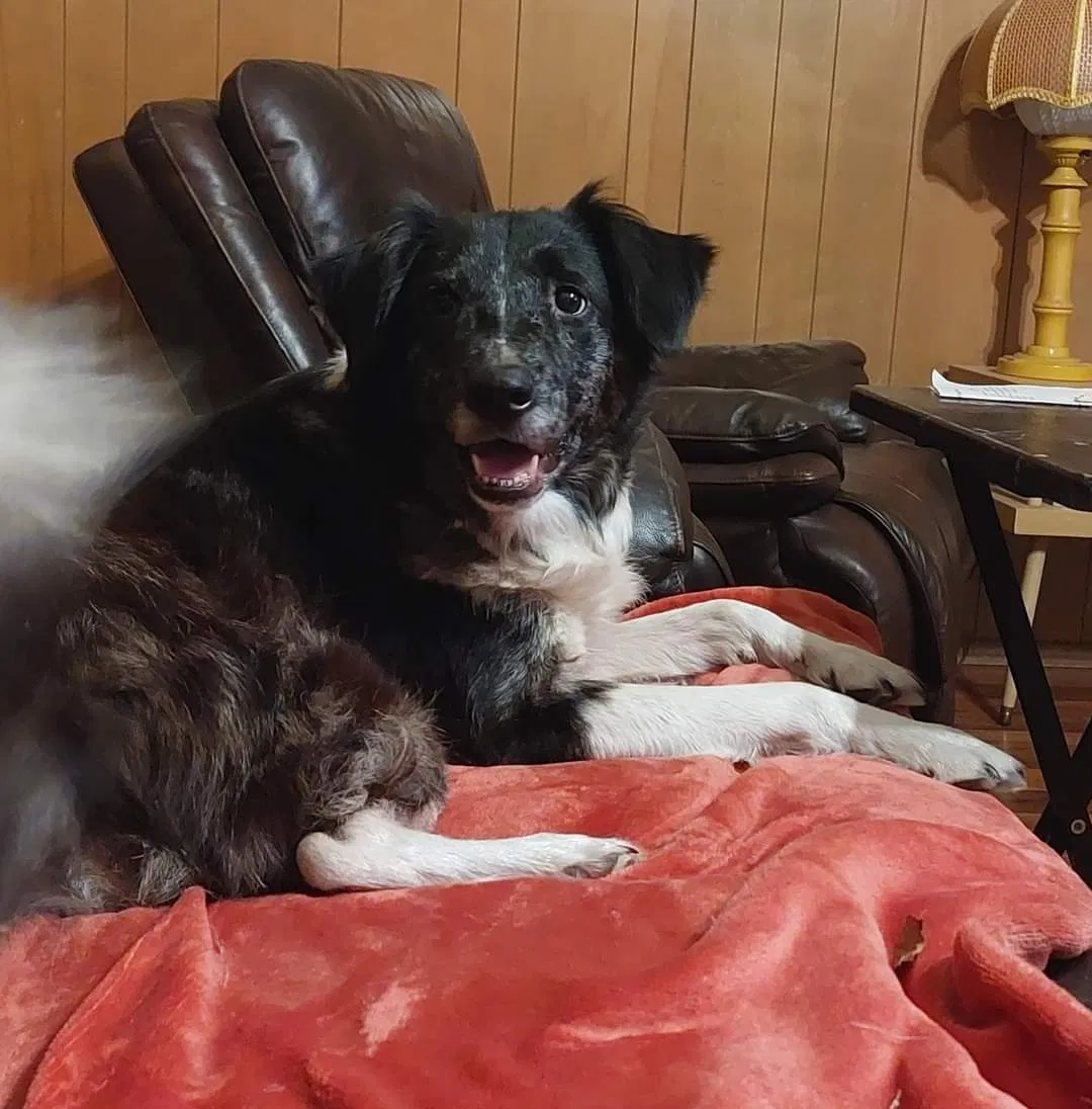 Lost dog in Arlington, TX, 76013