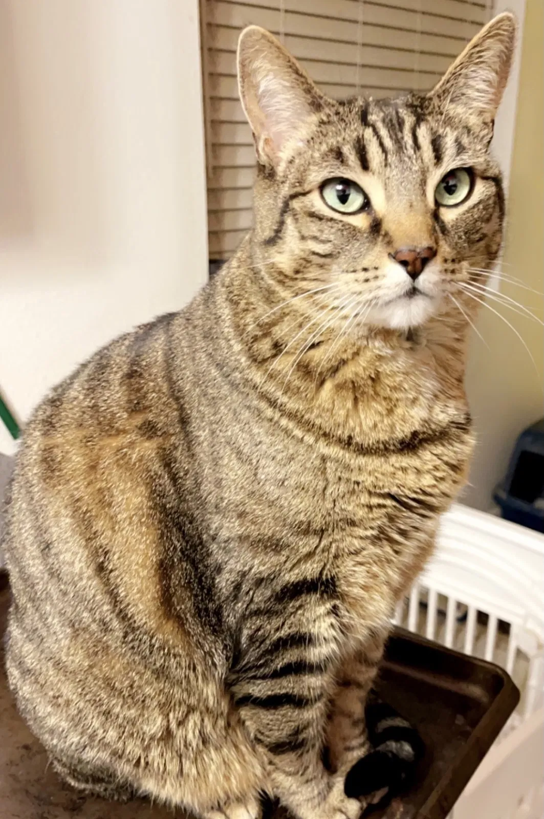 Lost cat in Phoenix, AZ, 85032