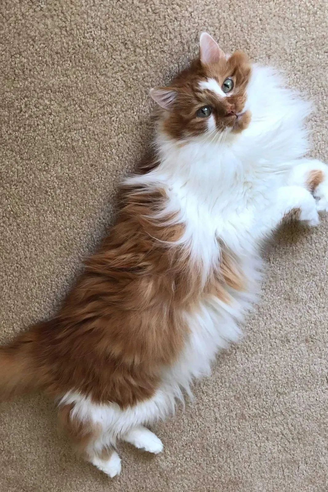Lost cat in Charlotte, NC, 28278