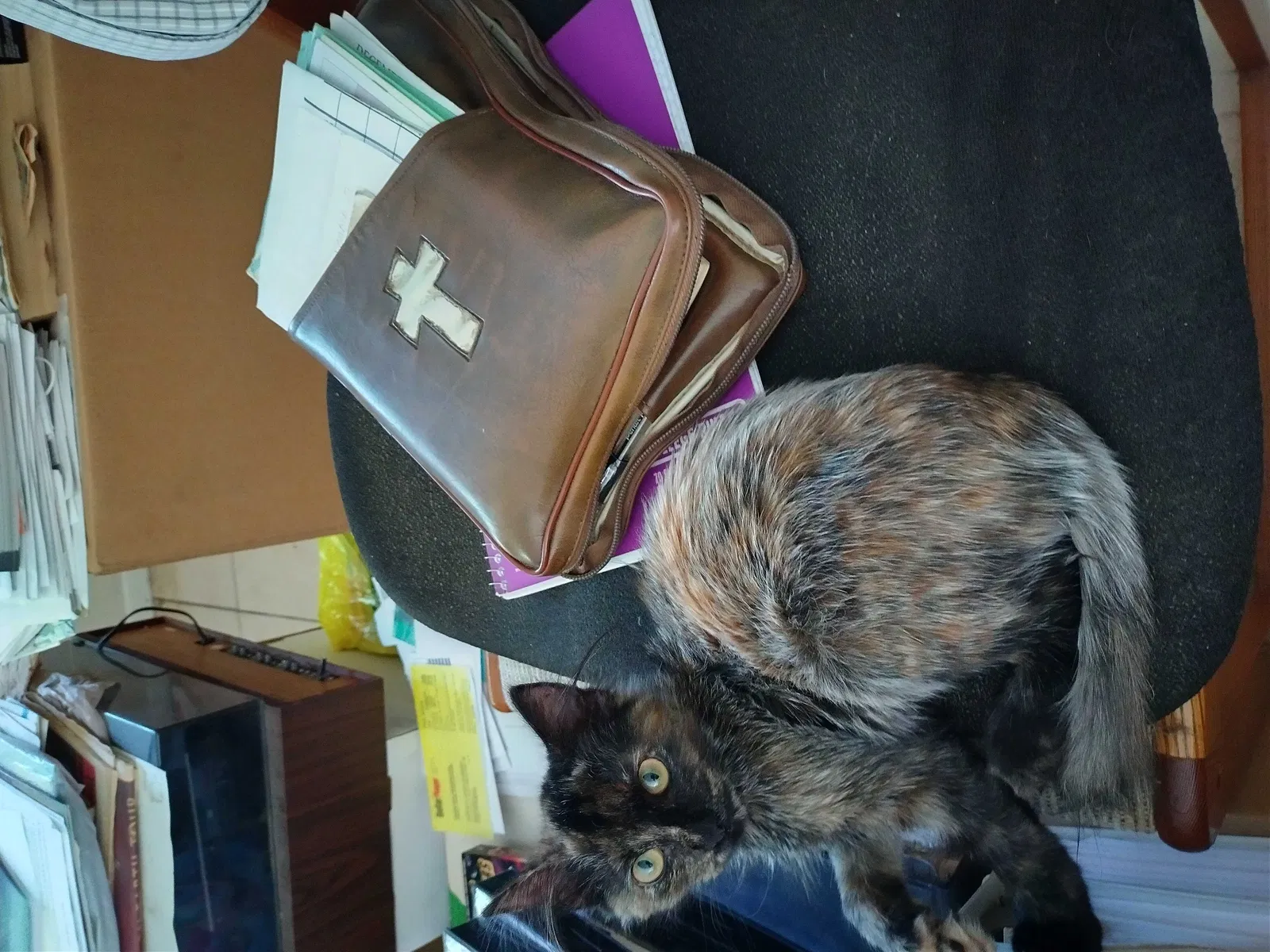 Lost cat in Houston, TX, 77066