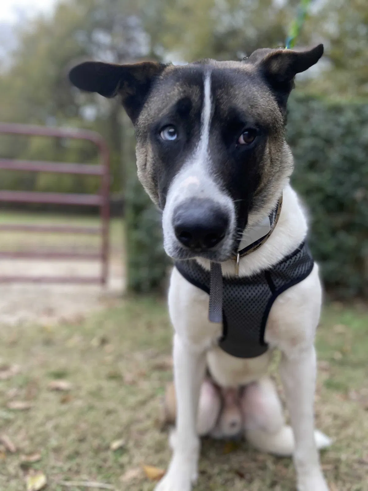 Found dog in Memphis, TN, 38111