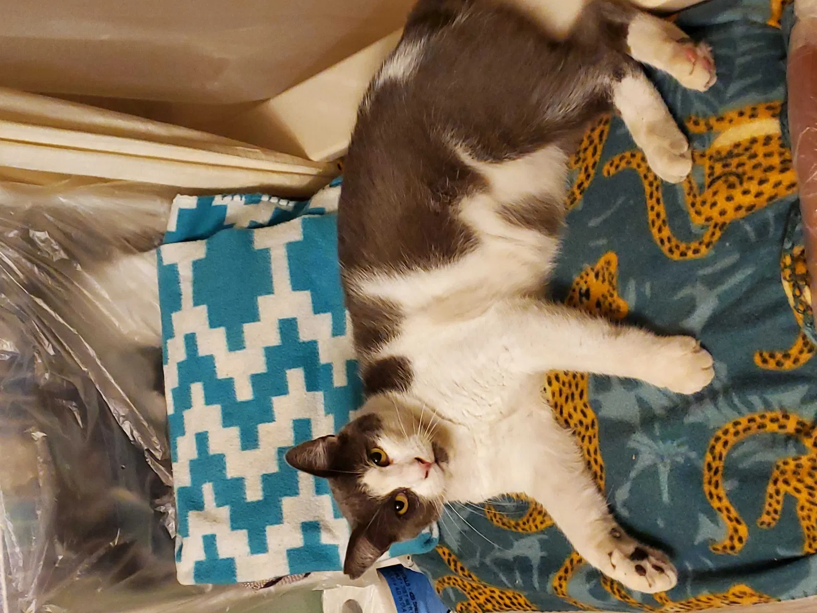 Lost cat in Stockton, CA, 95210