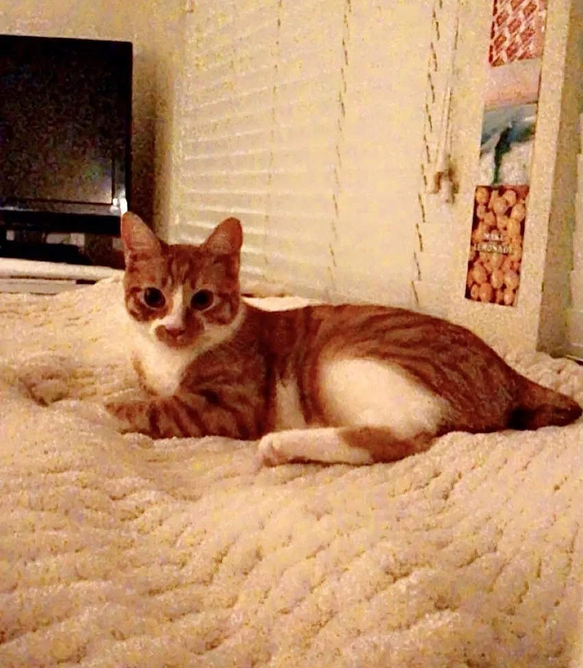 Lost cat in Newport Beach, CA, 92660