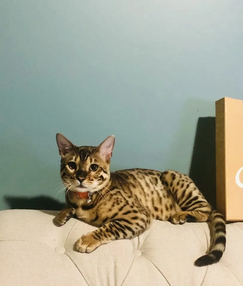 Lost cat in Aurora, IL, 60502