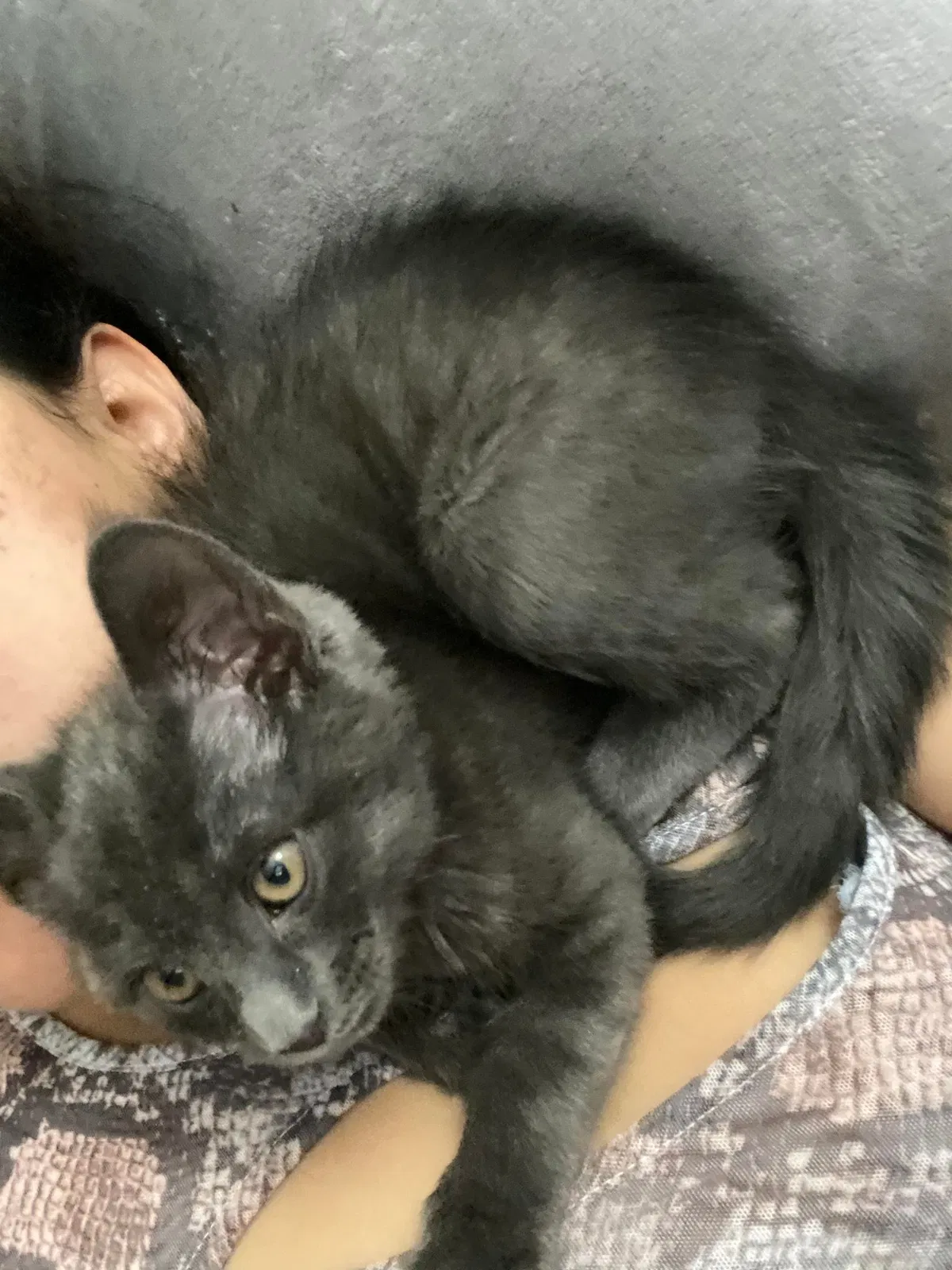 Lost cat in Denver, CO, 80204