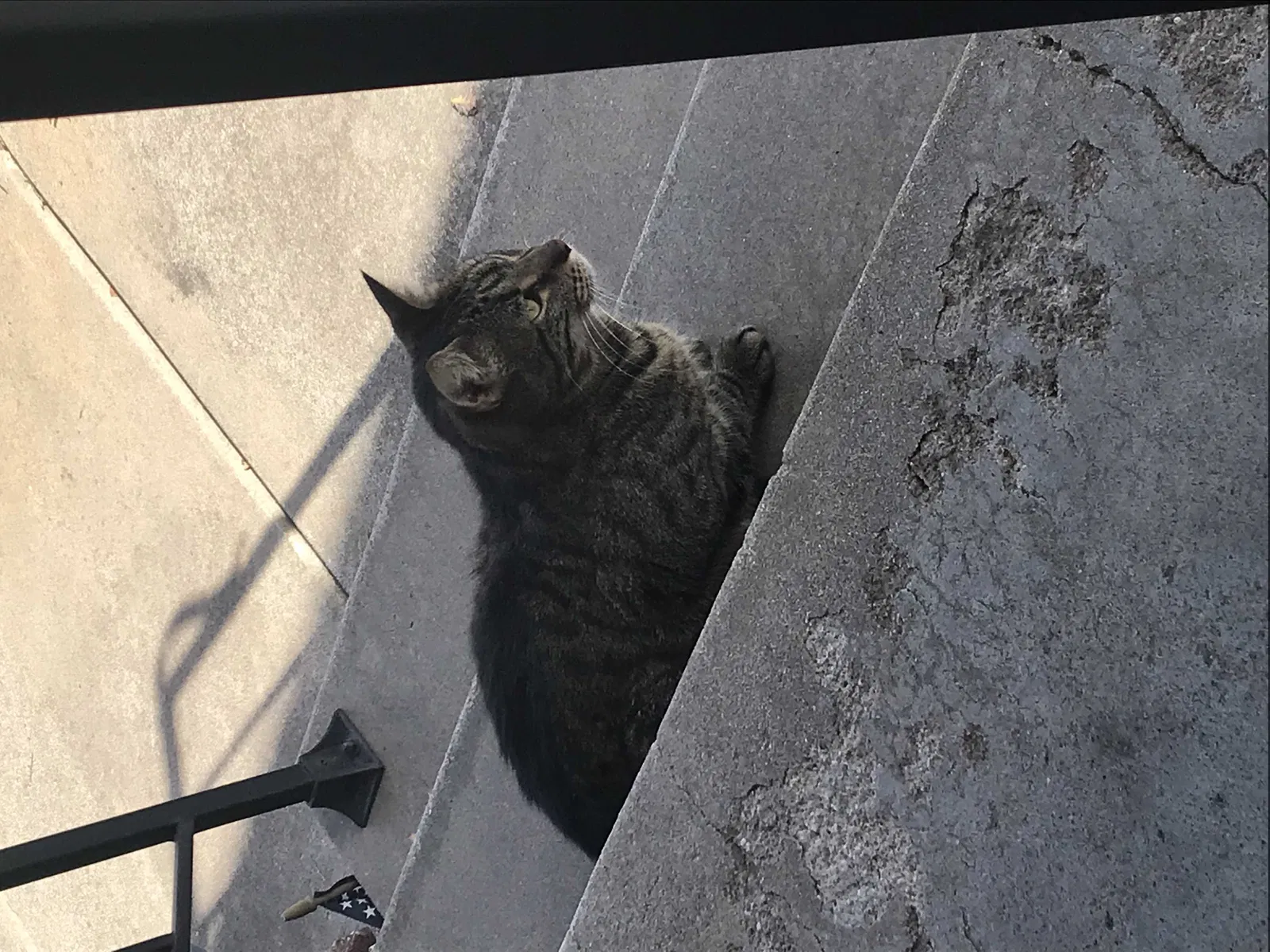 Found cat in Wichita, KS, 67217
