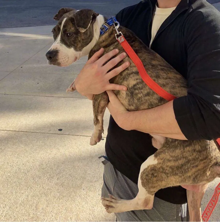 Lost dog in Mobile, AL, 36608