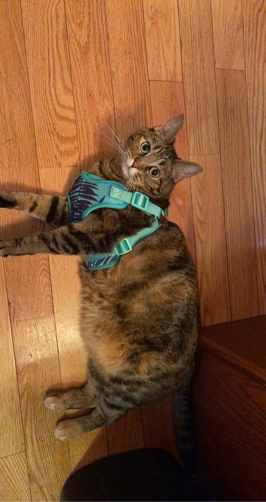 Lost cat in Kearney, NE, 68847