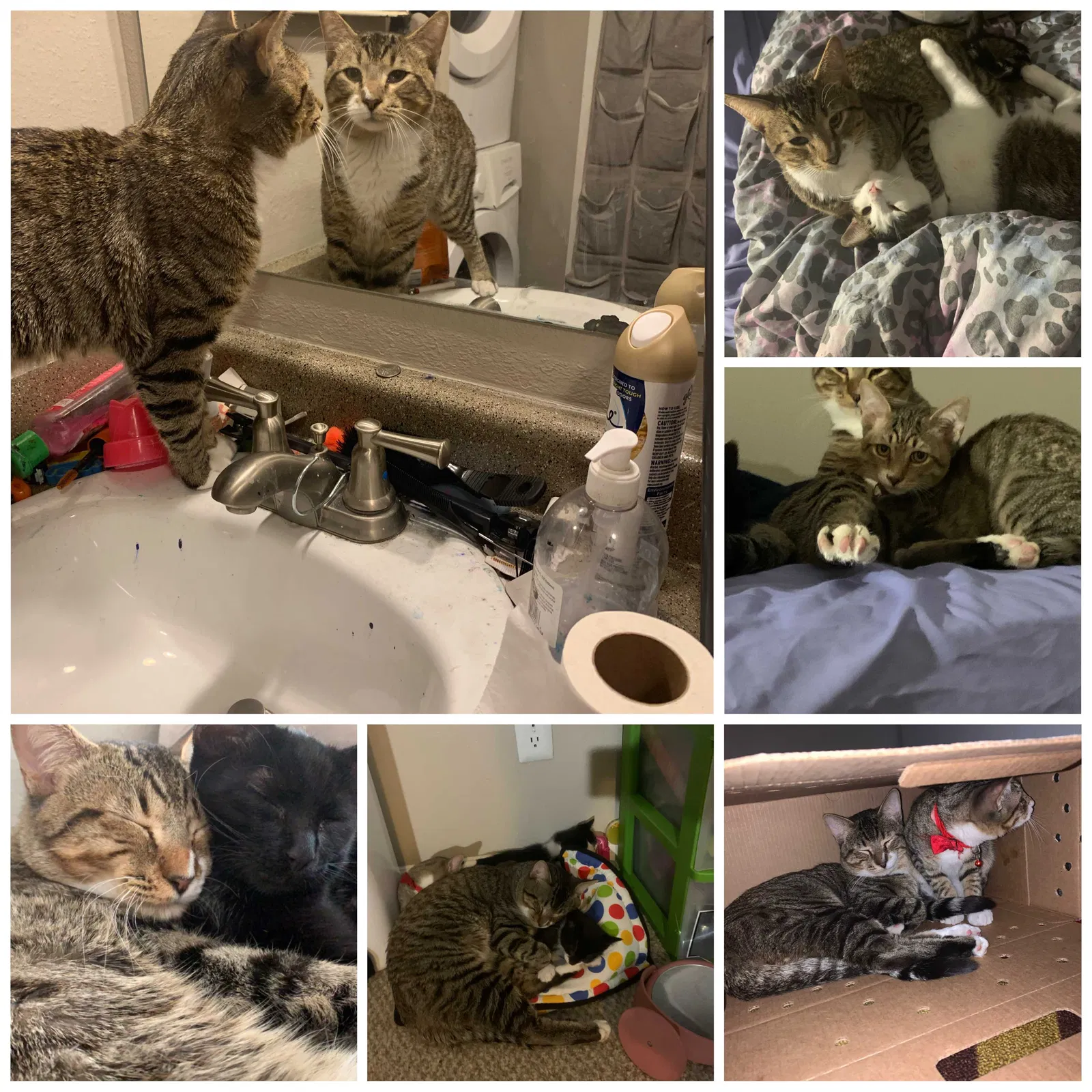 Lost cat in Aurora, CO, 80017