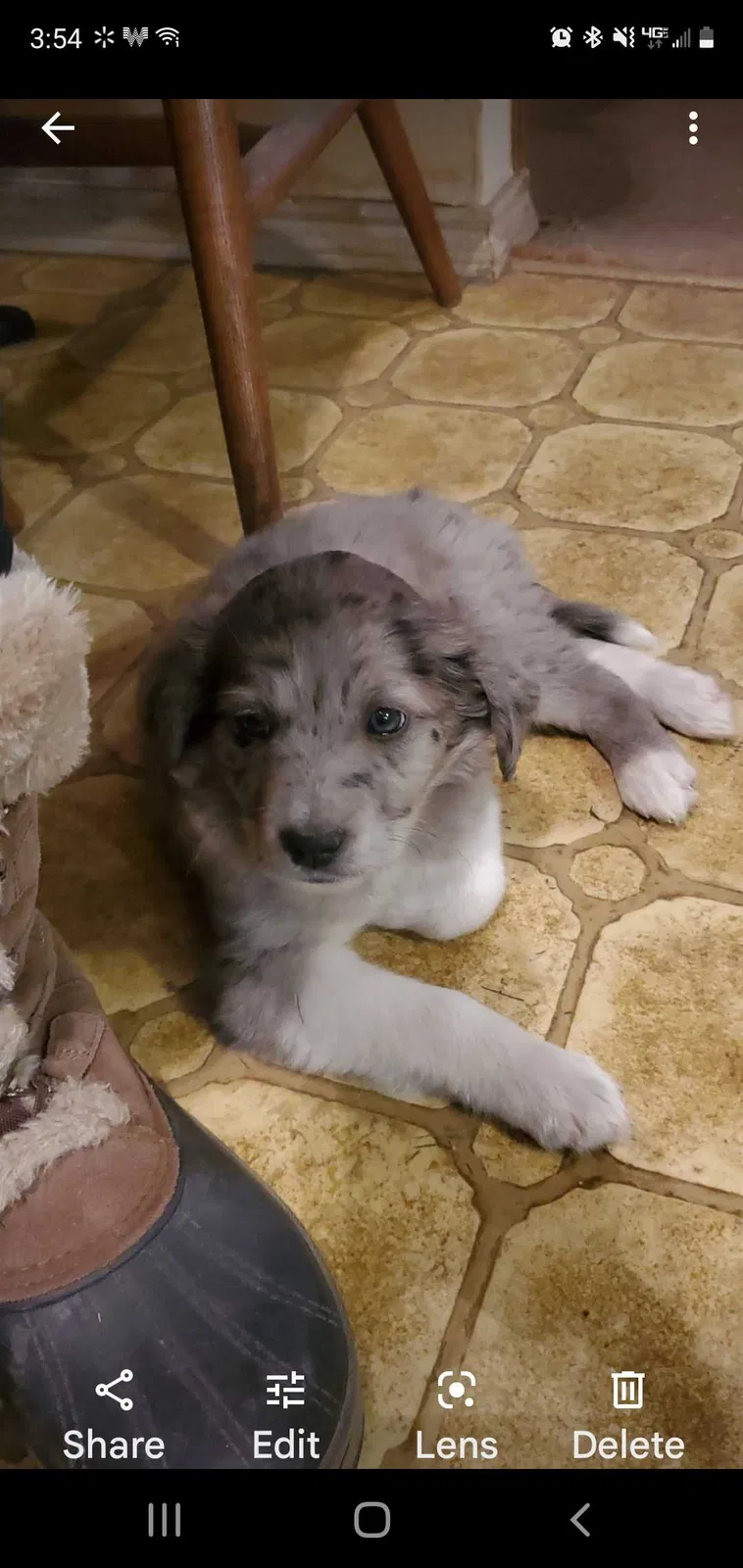 Lost dog in Hewitt, TX, 76643