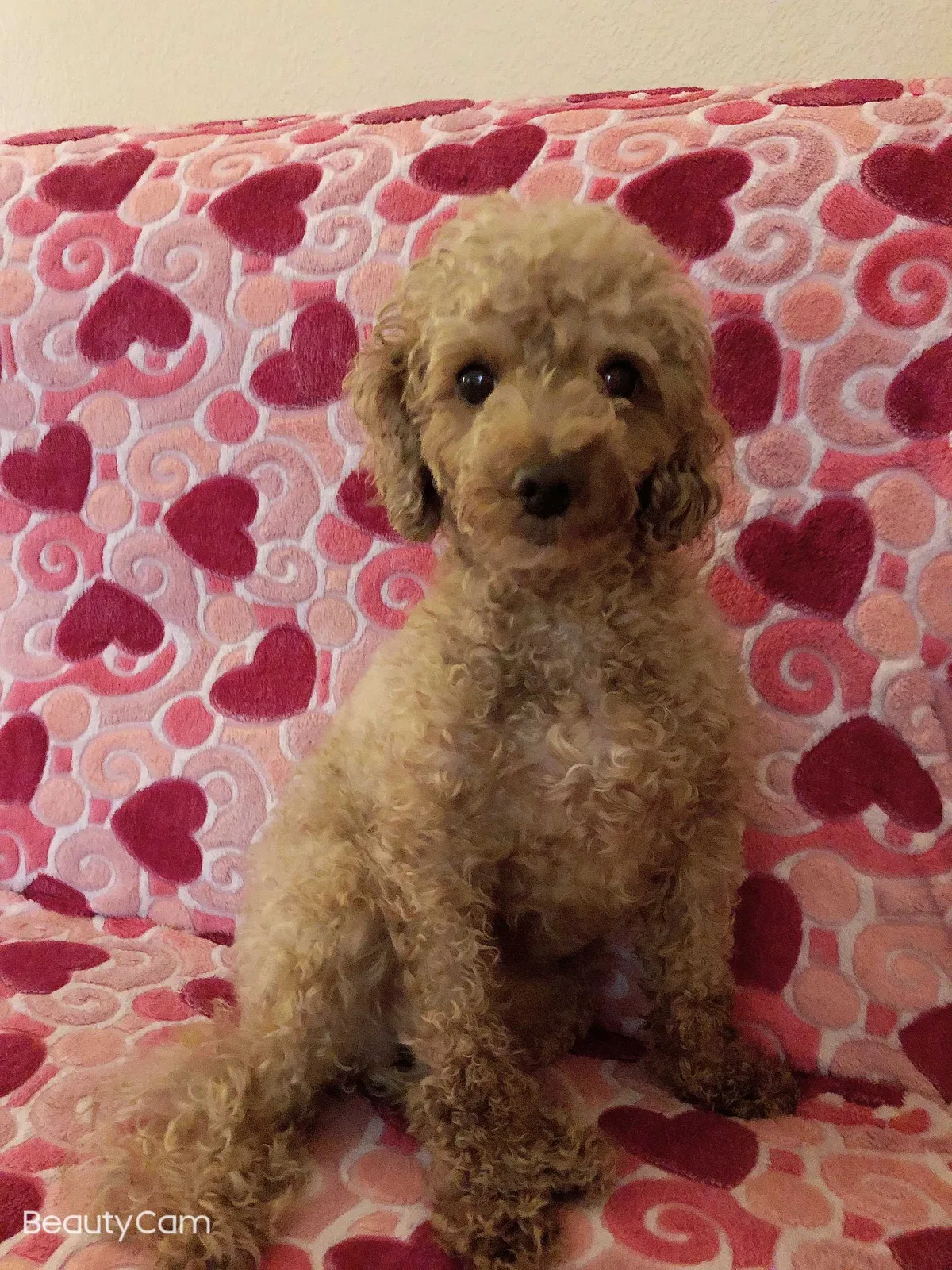Lost dog in Las Vegas, NV, 89178