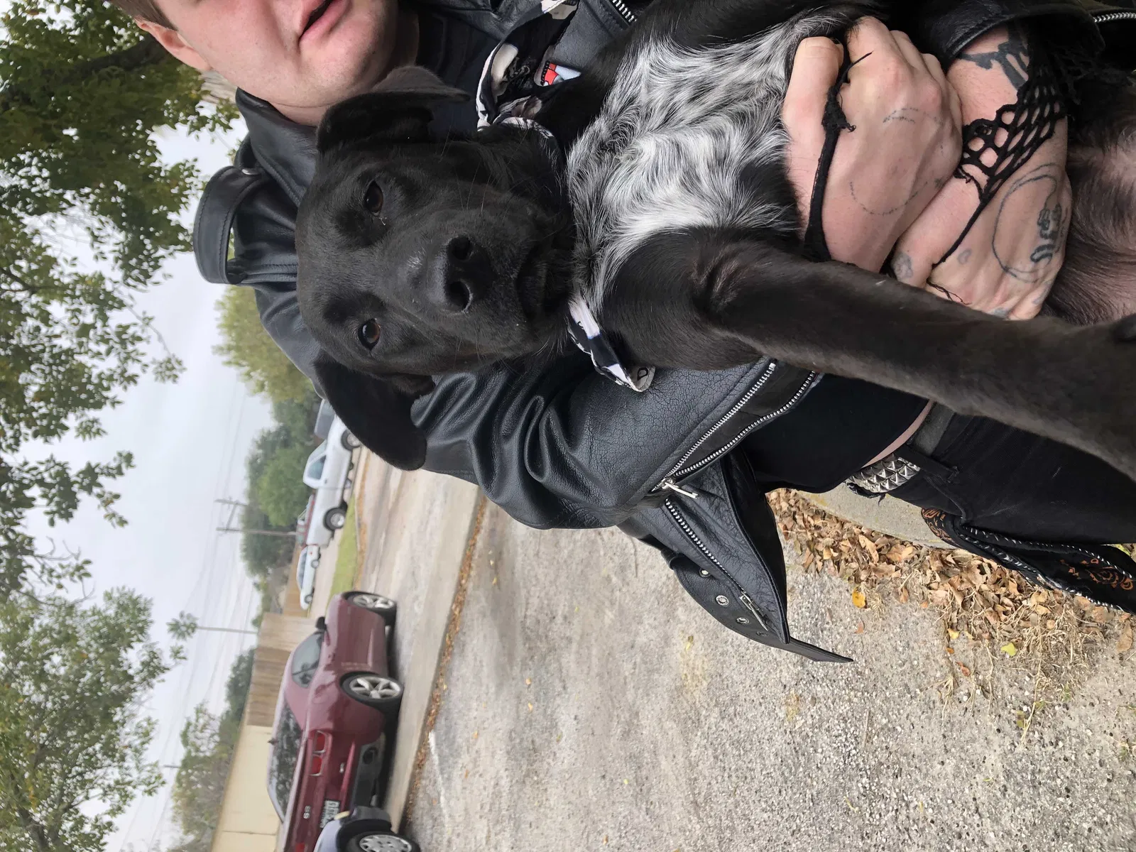 Found dog in Corpus Christi, TX, 78414