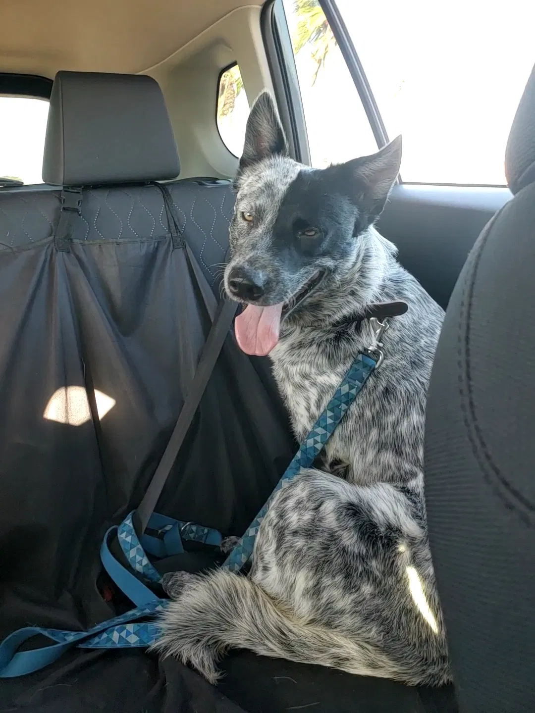 Lost dog in San Juan, TX, 78589