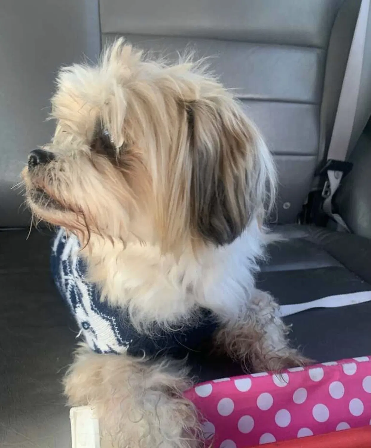 Found dog in Pittsburg, CA, 94565