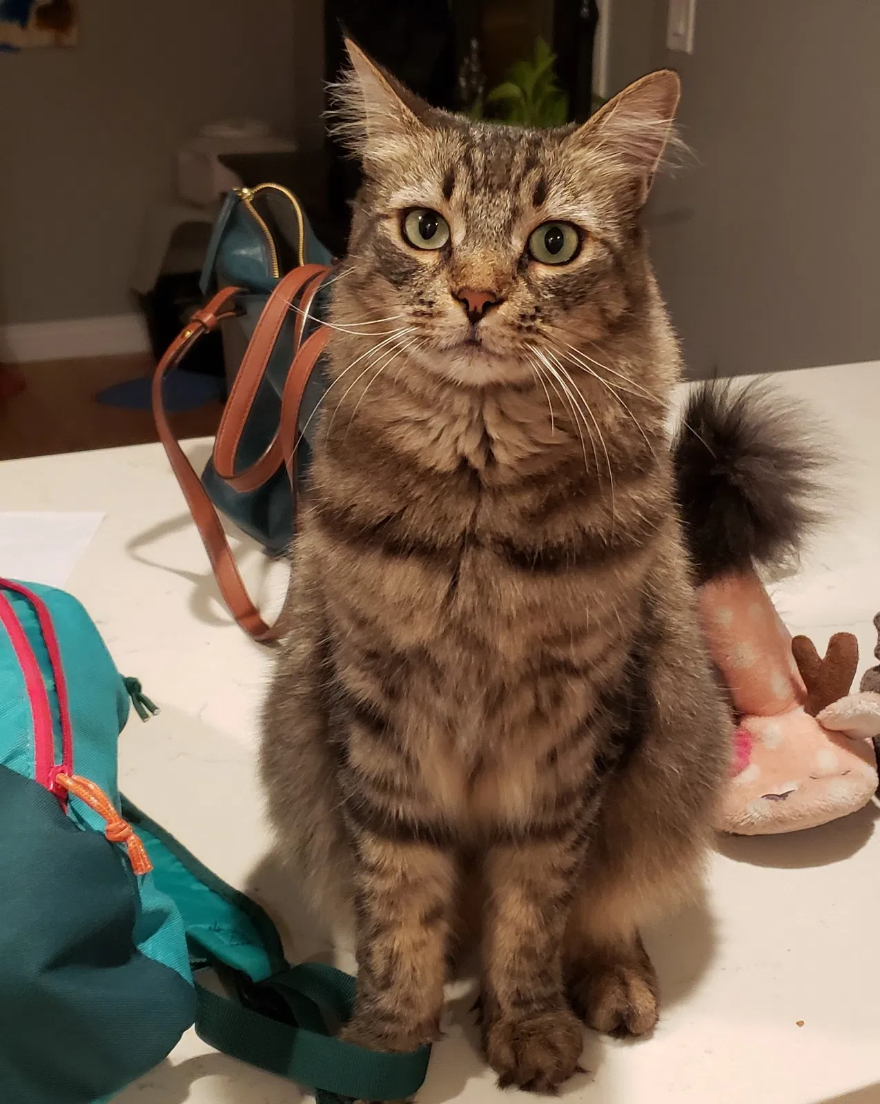 Lost cat in North Hollywood, CA, 91601