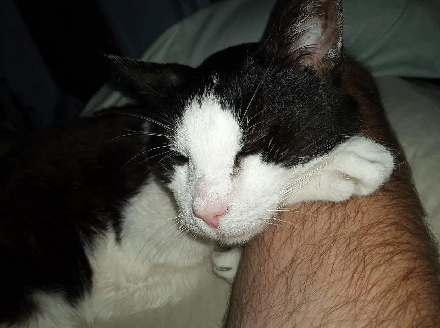 Lost cat in Lawrenceville, GA, 30045