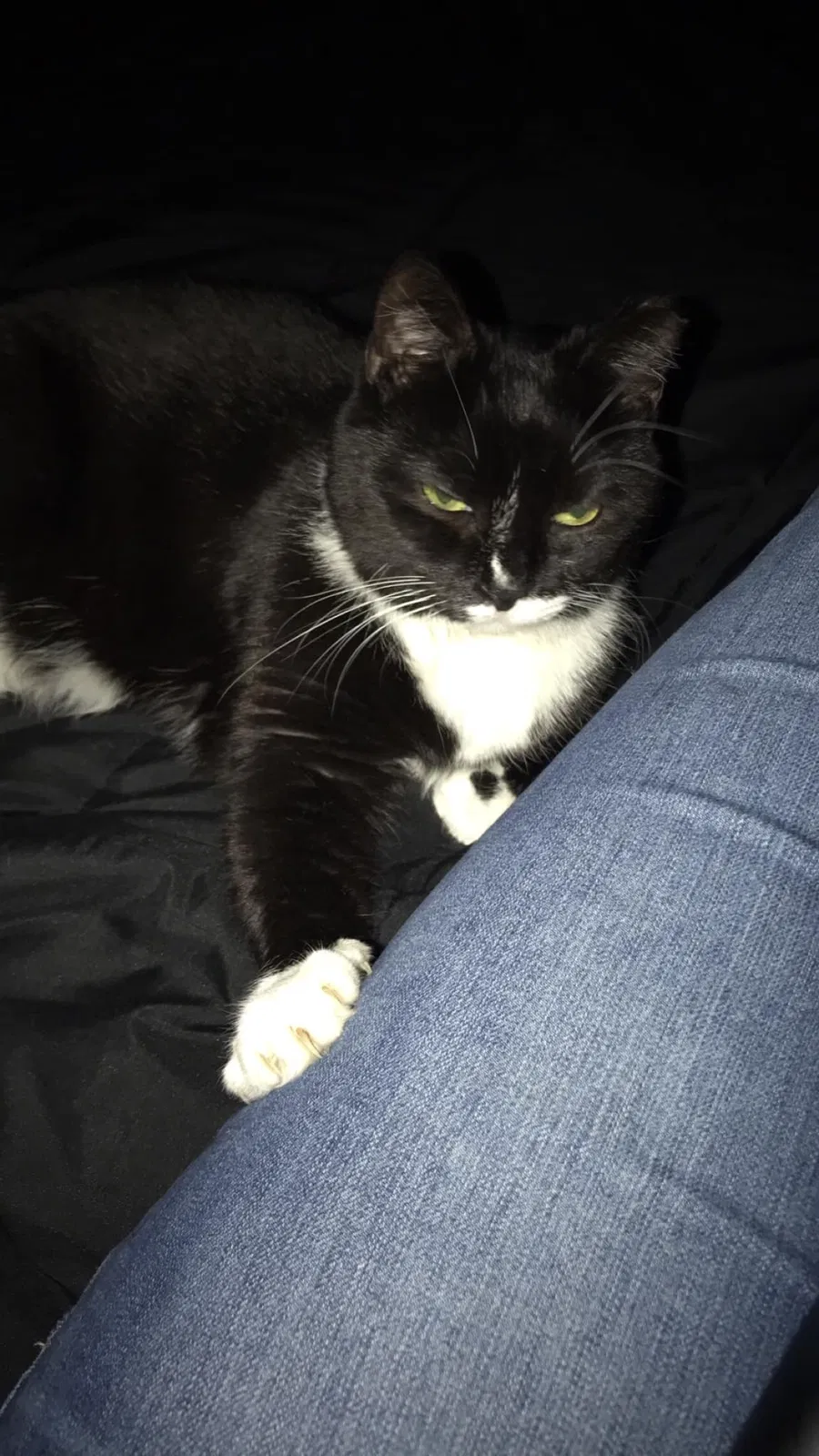 Lost cat in Richmond, KY, 40475