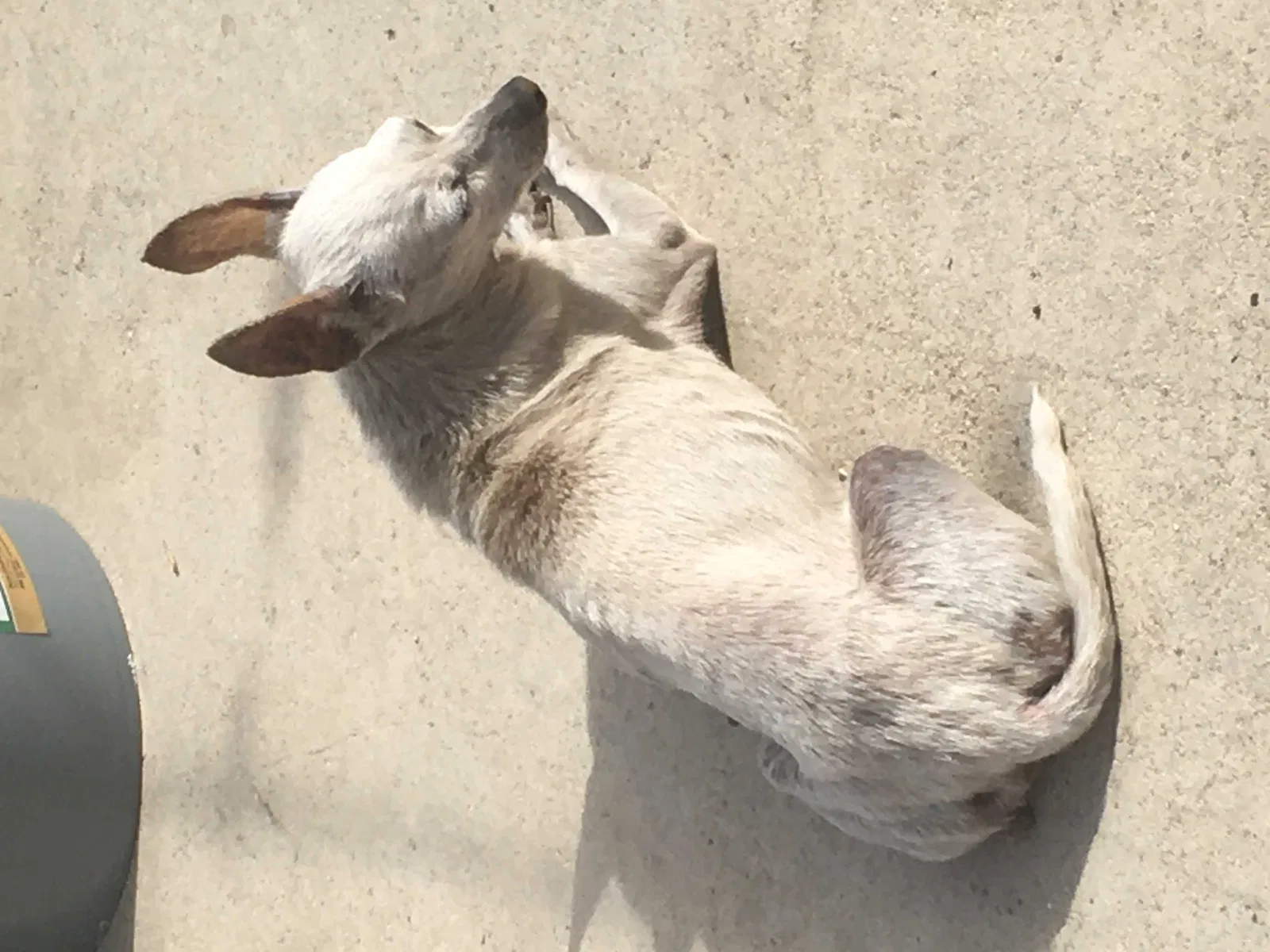 Lost dog in Gardena, CA, 90247