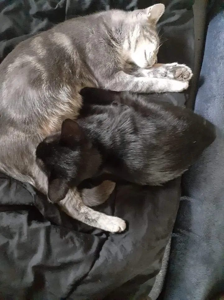 Lost cat in Anderson, SC, 29621