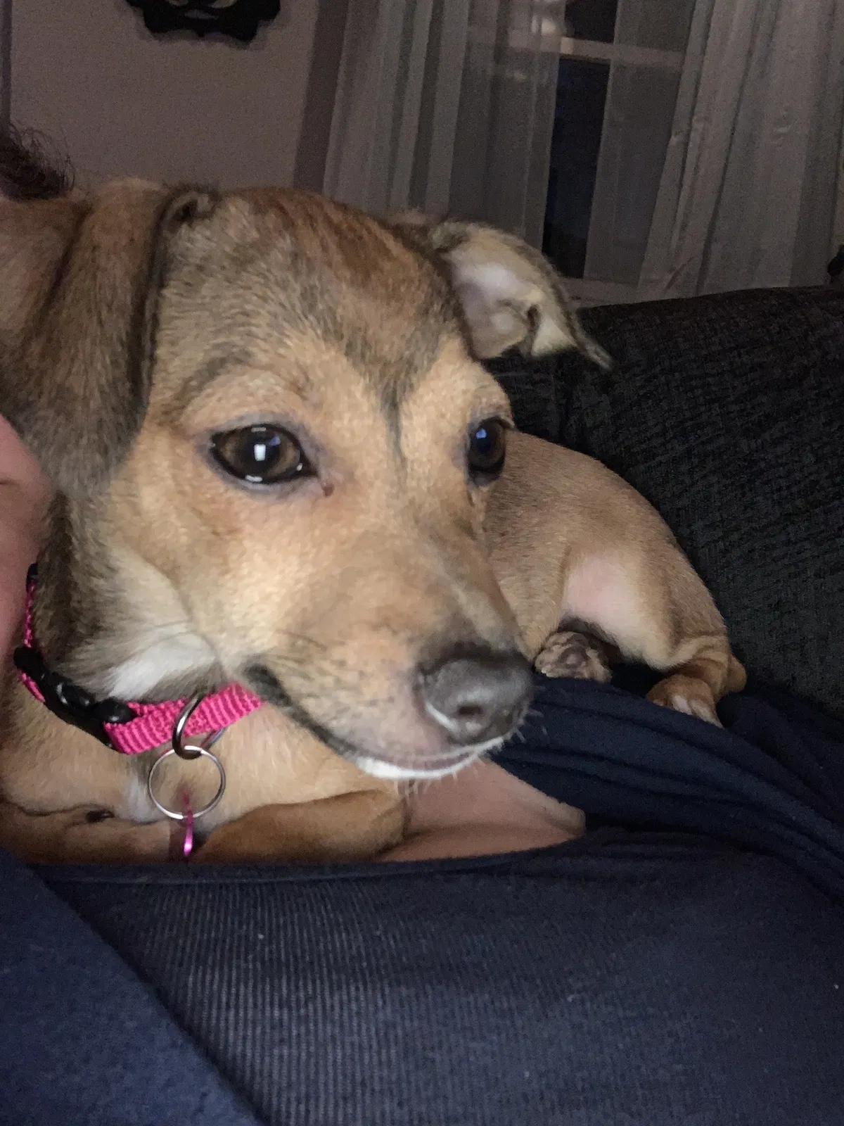 Lost dog in Eden, NY, 14057