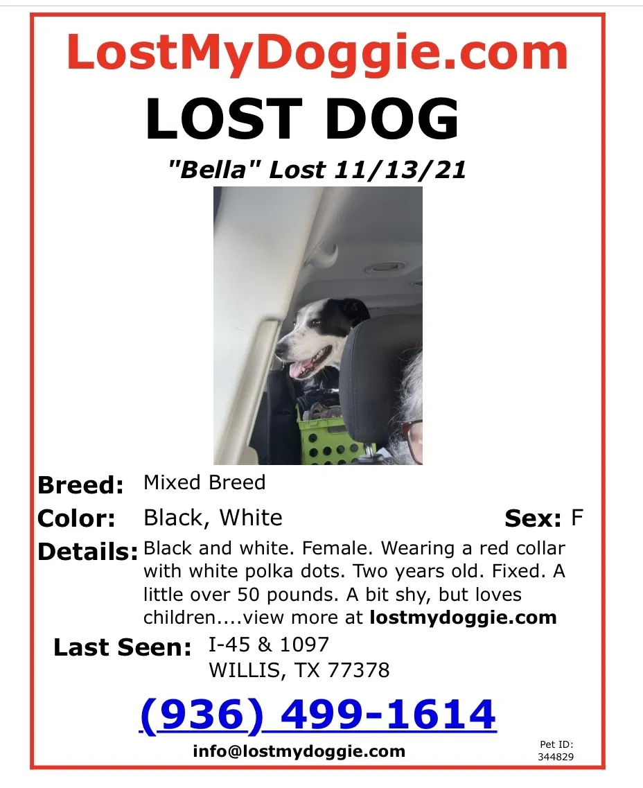 Lost dog in Willis, TX, 77318
