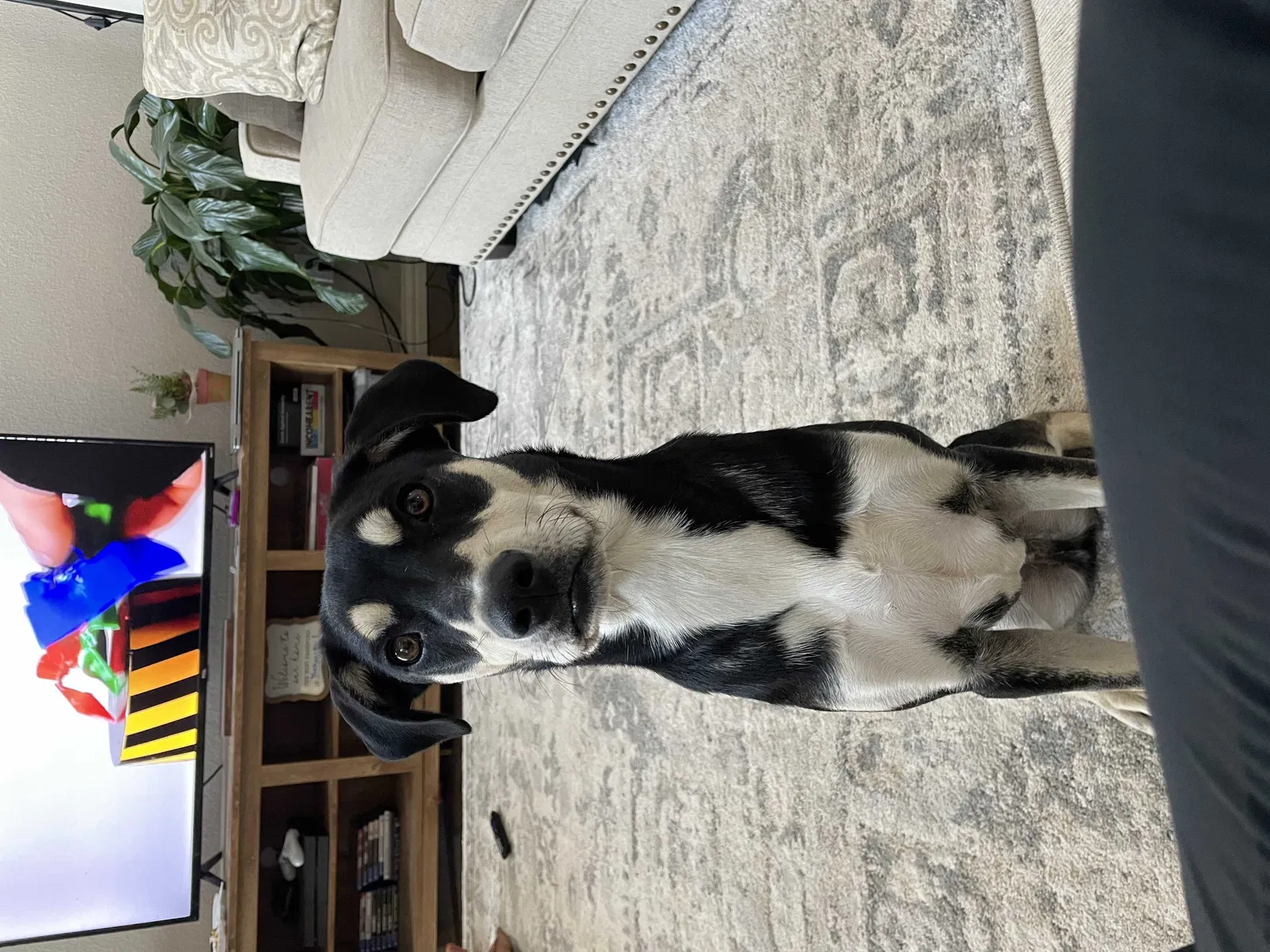 Lost dog in Fort Worth, TX, 76131
