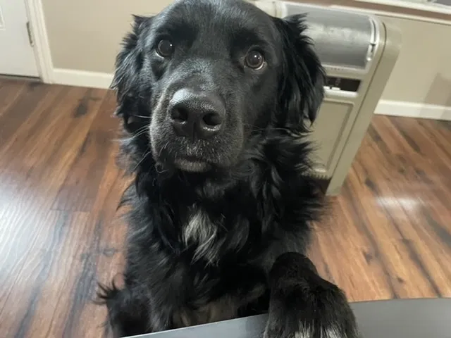 Lost dog in Branson, MO, 65616