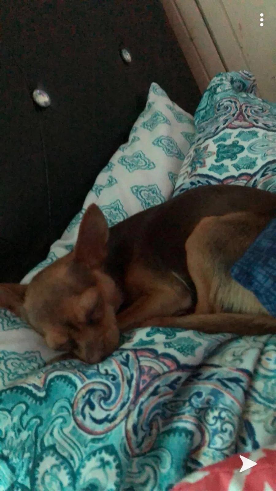 Lost dog in Newman, CA, 95360