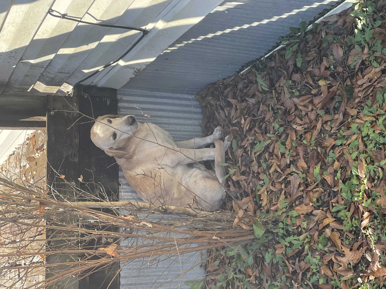 Found dog in Perryville, AR, 72126