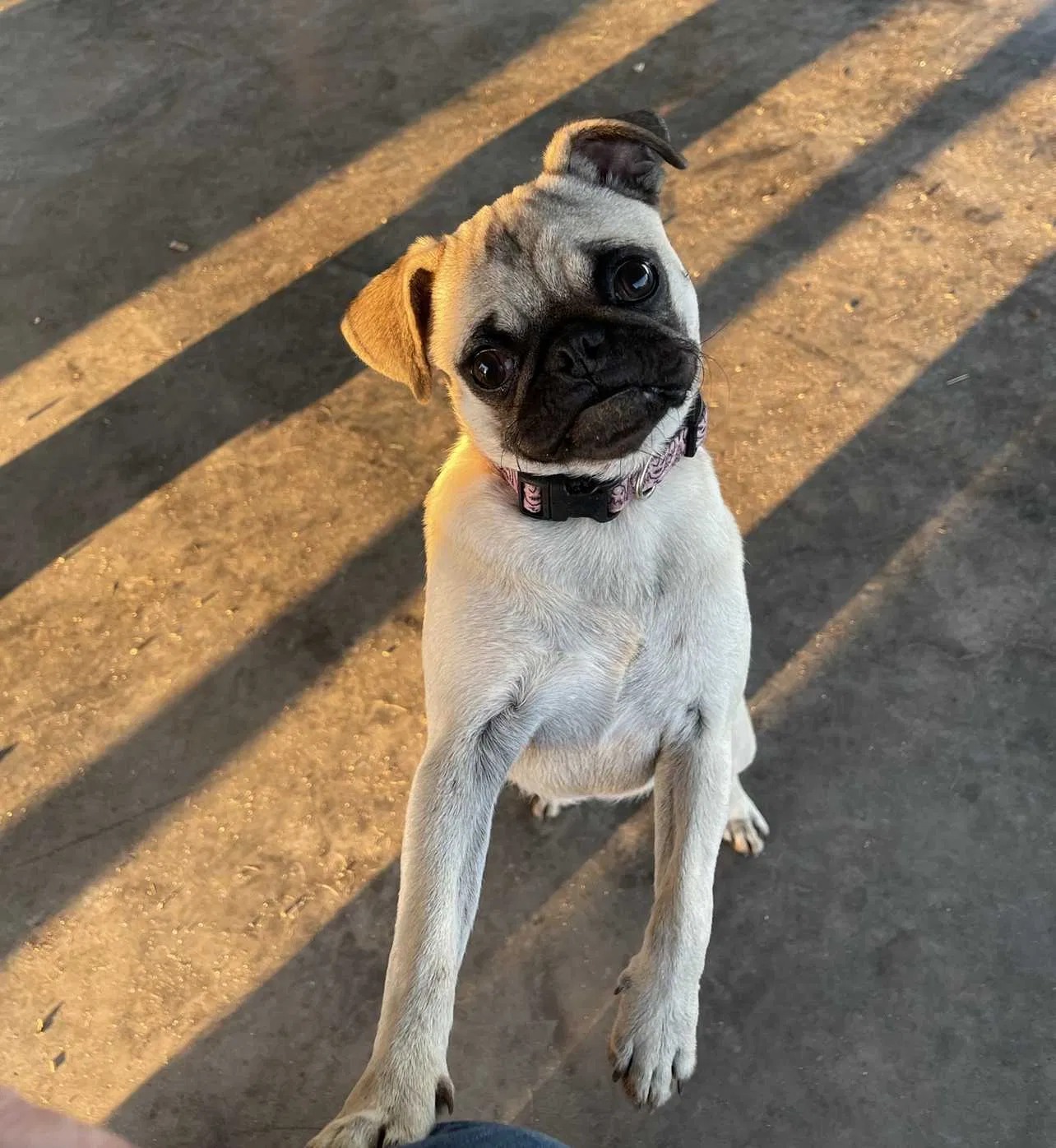 Lost dog in Whitney, TX, 76692