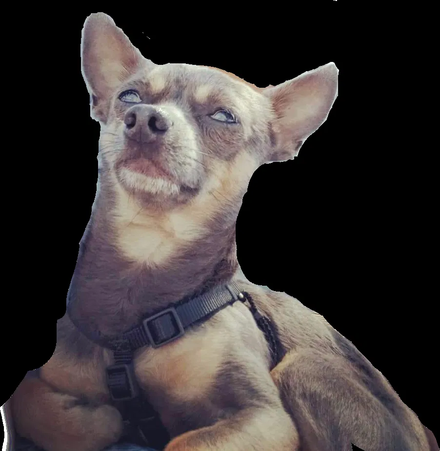 Lost dog in San Antonio, TX, 78216